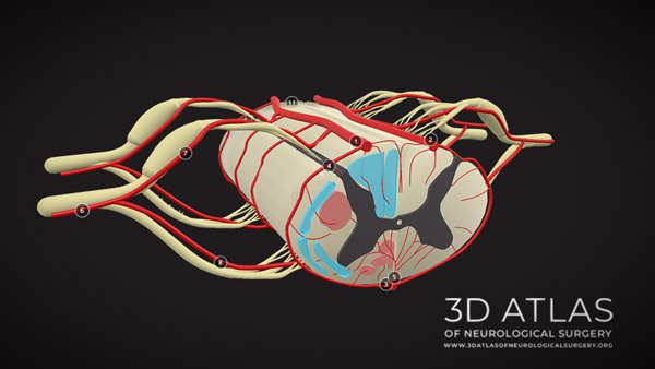 Spine and spinal cord anatomy - 3D Atlas of Neurological Surgery
